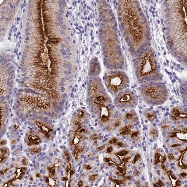 Anti-SPIRE2 antibody produced in rabbit