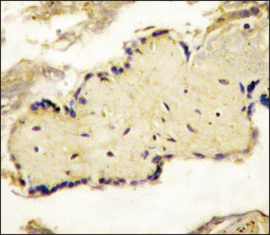 Anti-SPPL2a (N-term) antibody produced in rabbit