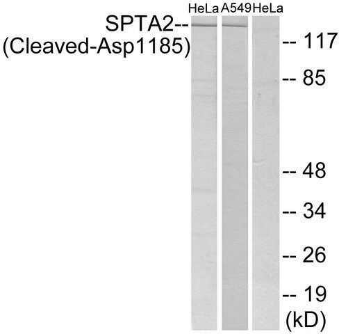 Anti-SPTA2 (Cleaved-Asp<sup>1185</sup>) antibody produced in rabbit