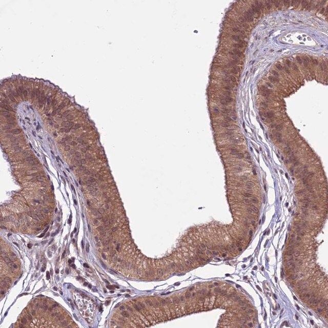 Anti-SPRED1 antibody produced in rabbit