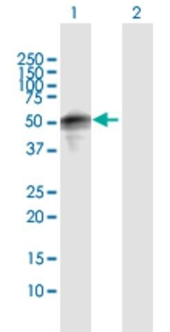 Anti-SPRED1 antibody produced in rabbit