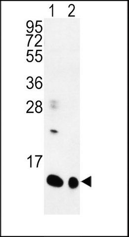 ANTI-SPRR1B (C-TERM) antibody produced in rabbit