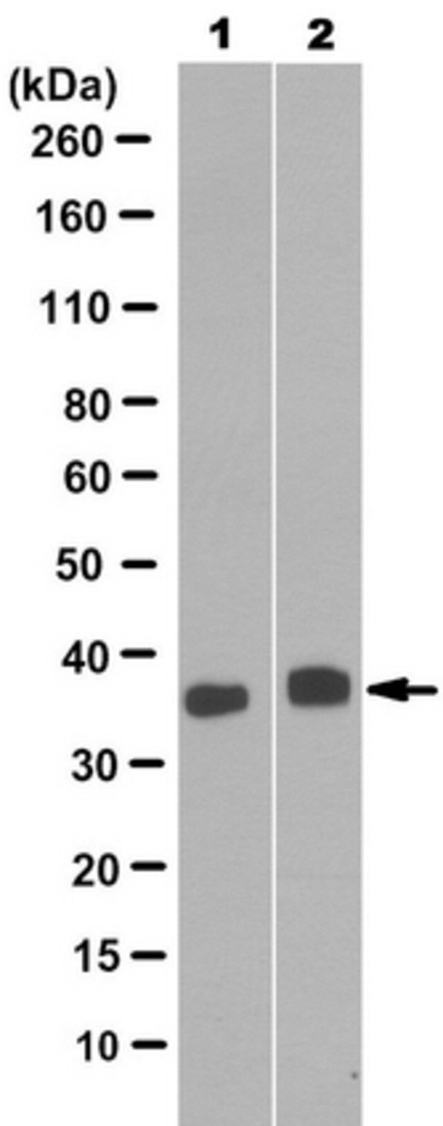 Anti-SPRY1 Antibody, clone 7E6.2