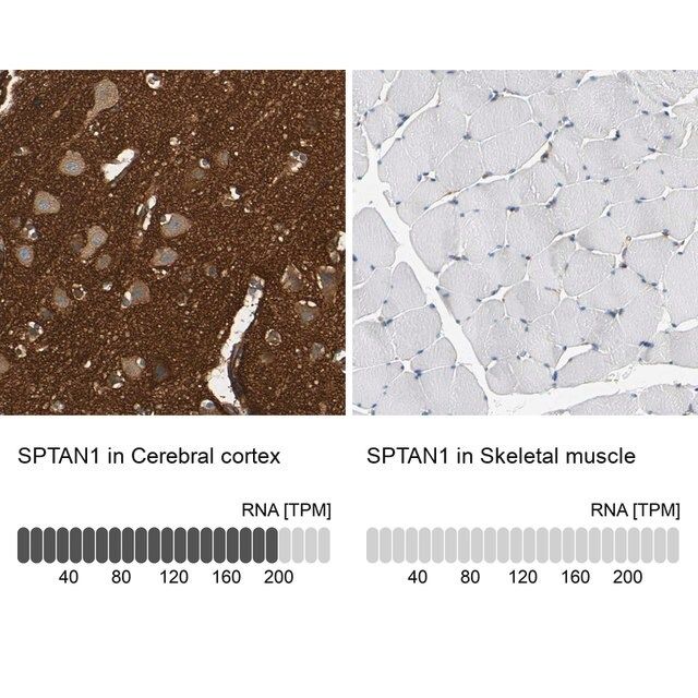 Anti-SPTAN1 antibody produced in rabbit