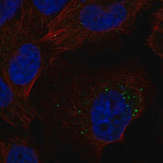 Anti-S1PR1 antibody produced in rabbit