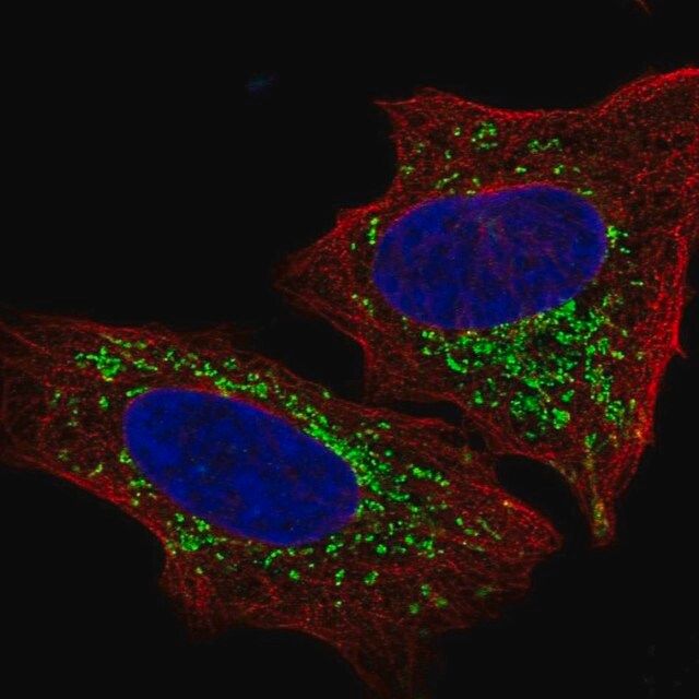 Anti-S1PR4 antibody produced in rabbit