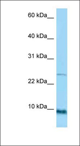 Anti-SPRR1A antibody produced in rabbit