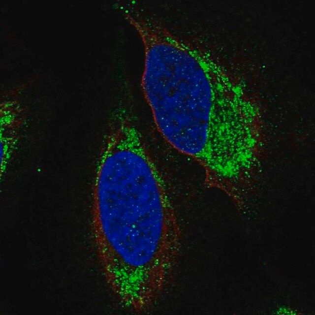 Anti-S1PR4 antibody produced in rabbit