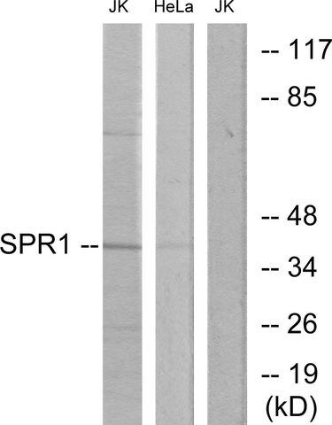 Anti-SPR1 antibody produced in rabbit