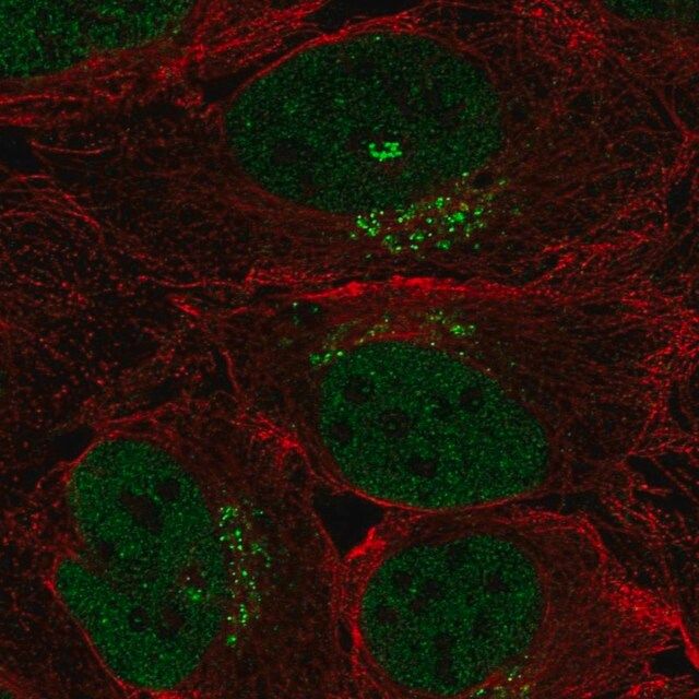 Anti-SPSB4 antibody produced in rabbit