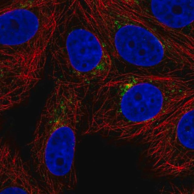 Anti-SPPL2A antibody produced in rabbit