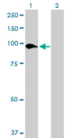 Anti-SLC26A6 antibody produced in mouse