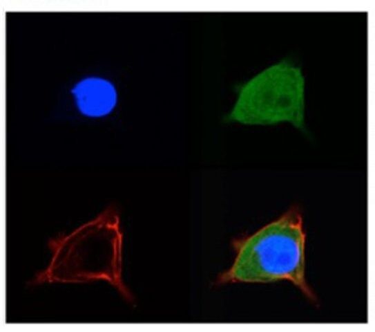 Anti-SLC2A5 antibody produced in rabbit