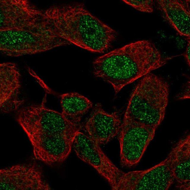 Anti-SIX3 antibody produced in rabbit