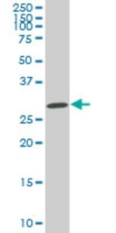 ANTI-SIX3 antibody produced in mouse