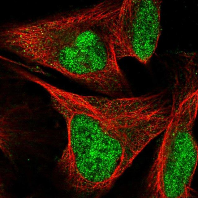 Anti-SIX4 antibody produced in rabbit