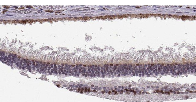 Anti-SIX6 antibody produced in rabbit