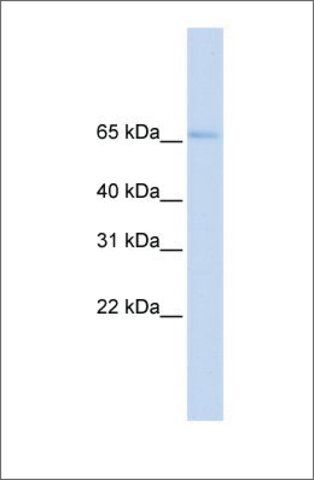 Anti-SLC22A6 (ab2) antibody produced in rabbit