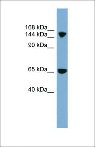 Anti-SLC4A5 antibody produced in rabbit