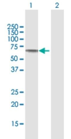 Anti-SLC39A5, (N-terminal) antibody produced in mouse