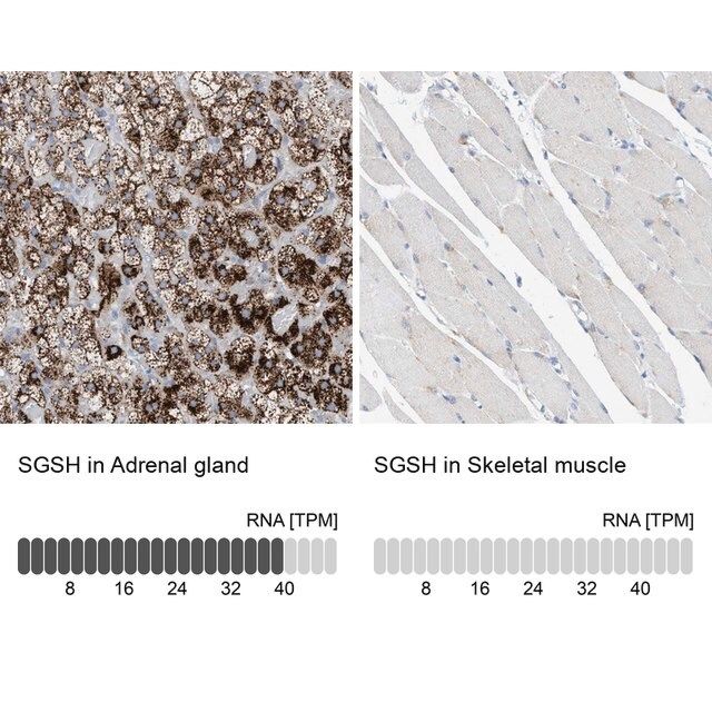 Anti-SGSH antibody produced in rabbit