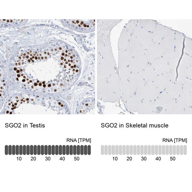 Anti-SGO2 antibody produced in rabbit