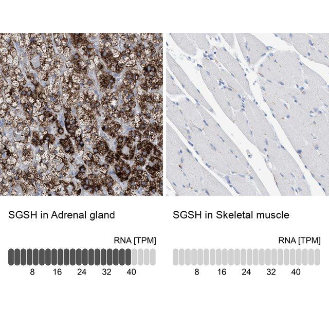 Anti-SGSH antibody produced in rabbit