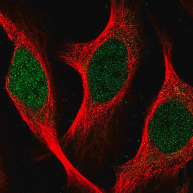 Anti-SGO2 antibody produced in rabbit