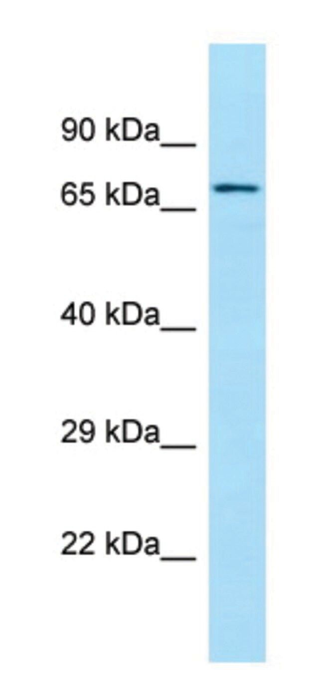 Anti-SGPL1 (C-terminal) antibody produced in rabbit