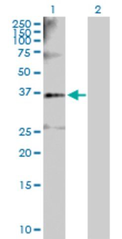 Anti-SGOL1 antibody produced in rabbit