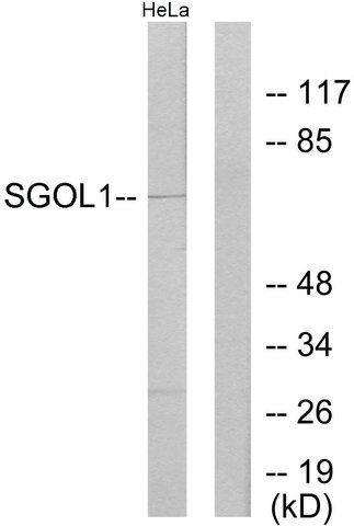 Anti-SGOL1 antibody produced in rabbit