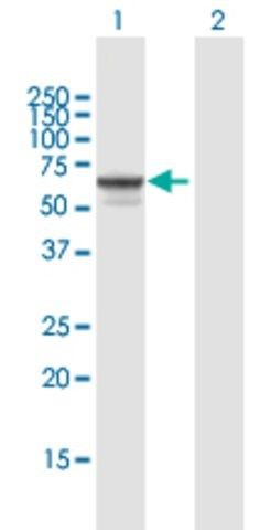 Anti-SGSH antibody produced in mouse