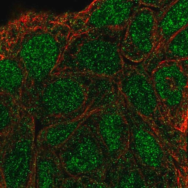 Anti-SHC3 antibody produced in rabbit