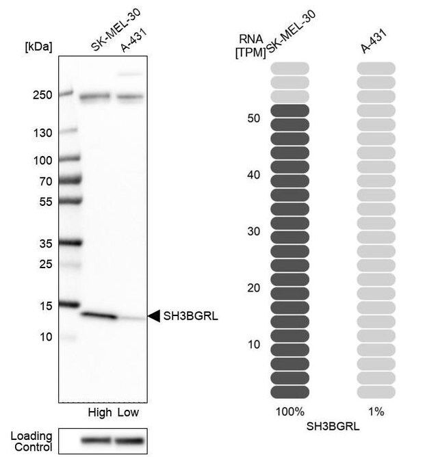 Anti-SH3BGRL antibody produced in rabbit