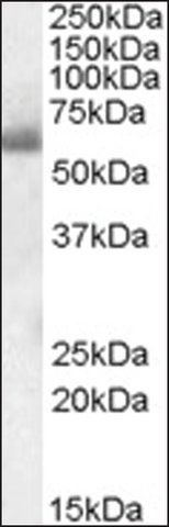 Anti-SH2D3A antibody produced in goat