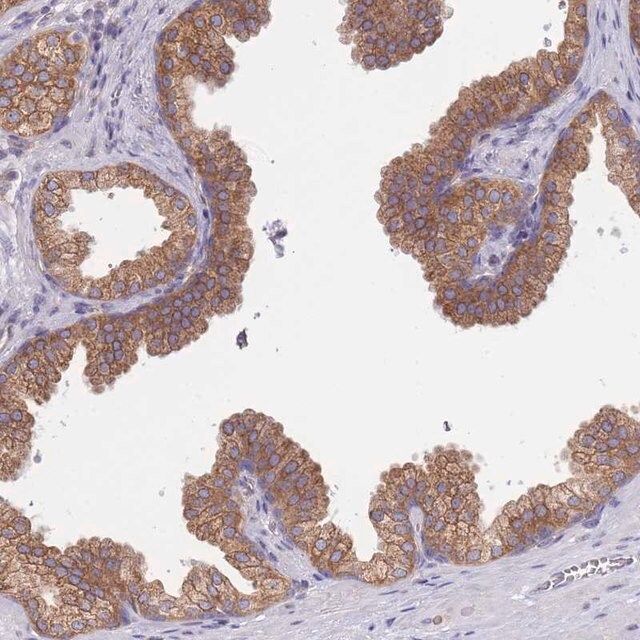 Anti-SH2B2 antibody produced in rabbit