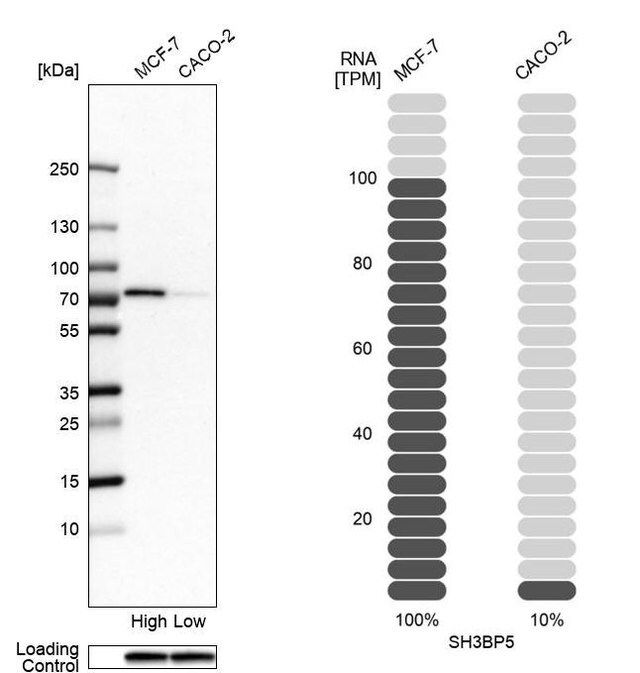 Anti-SH3BP5 antibody produced in rabbit