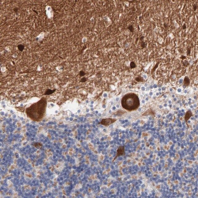 Anti-SHANK3 antibody produced in rabbit