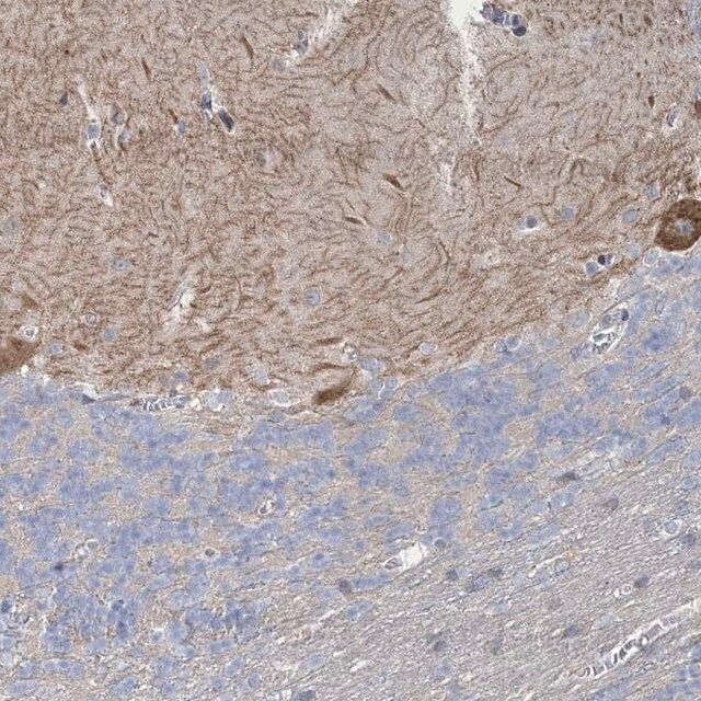 Anti-SHANK1 antibody produced in rabbit