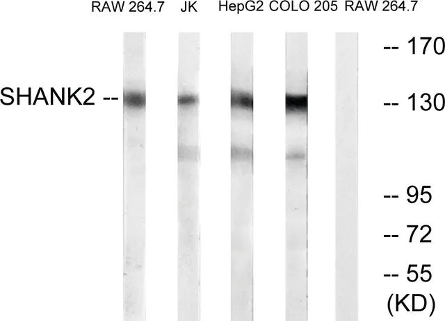 Anti-SHANK2 antibody produced in rabbit