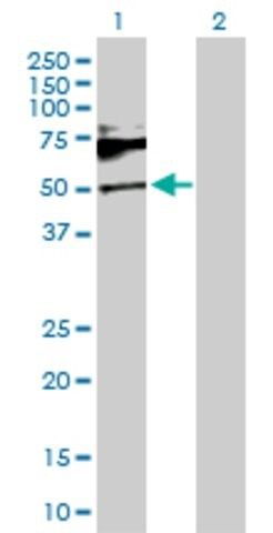 Anti-SH2B1 antibody produced in rabbit