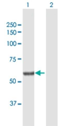 Anti-SGPL1 antibody produced in rabbit