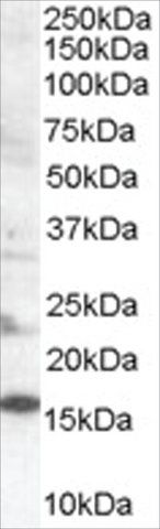 Anti-SH2D1A/SLAM Associated Protein antibody produced in goat