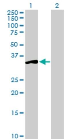 Anti-SGTA antibody produced in rabbit