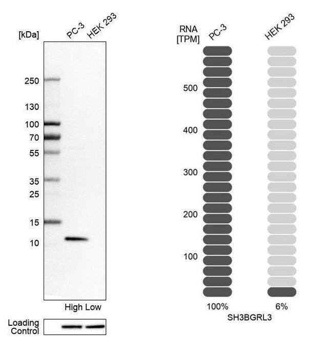 Anti-SH3BGRL3 antibody produced in rabbit