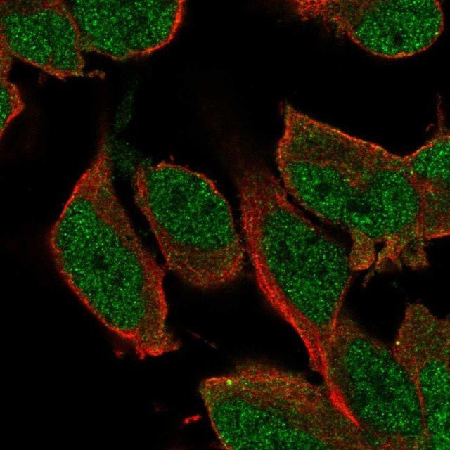 Anti-SHC3 antibody produced in rabbit