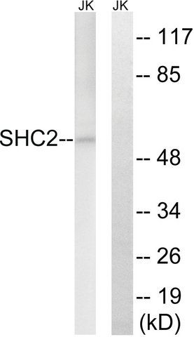 Anti-SHC2 antibody produced in rabbit