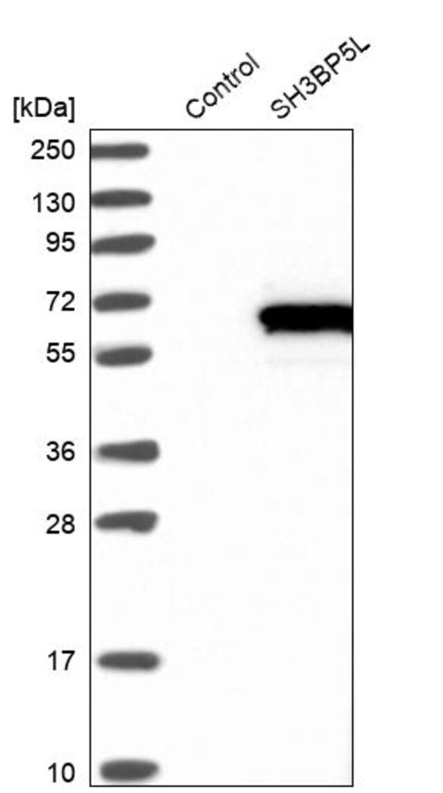 Anti-SH3BP5L antibody produced in rabbit