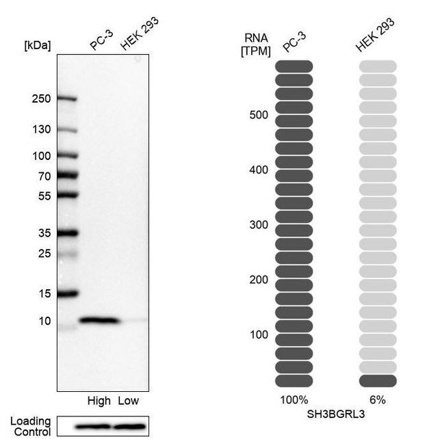 Anti-SH3BGRL3 antibody produced in rabbit