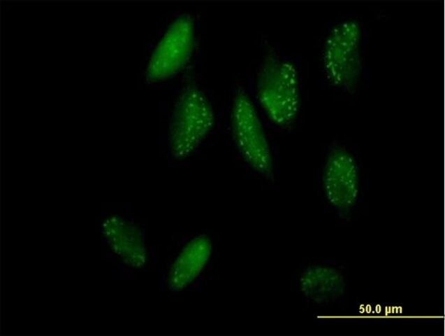 Anti-SH2B antibody produced in mouse